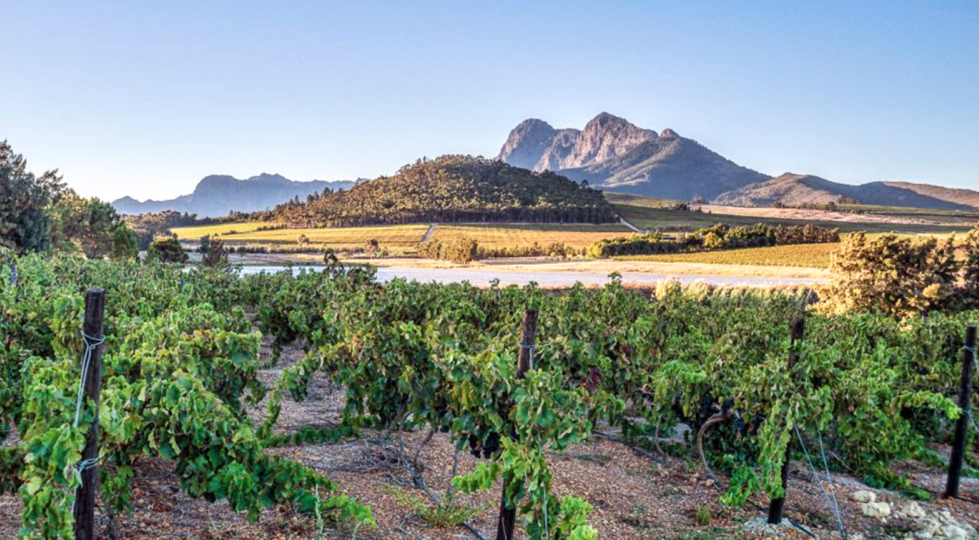 Lavo Wines Farm, Wellington